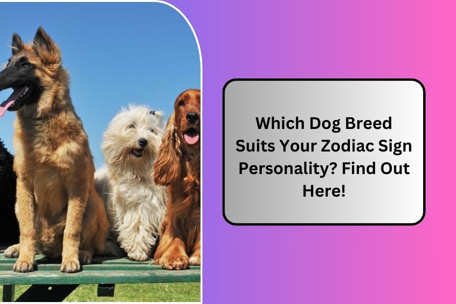 Dog Breed Suits Your Zodiac Sign