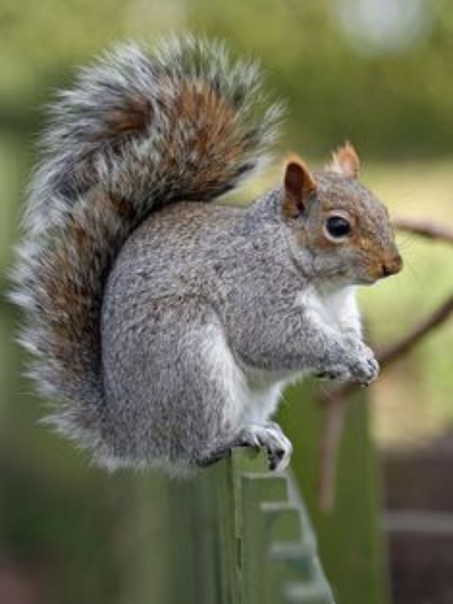 California squirrels are eating another rodent for the first time, new study finds