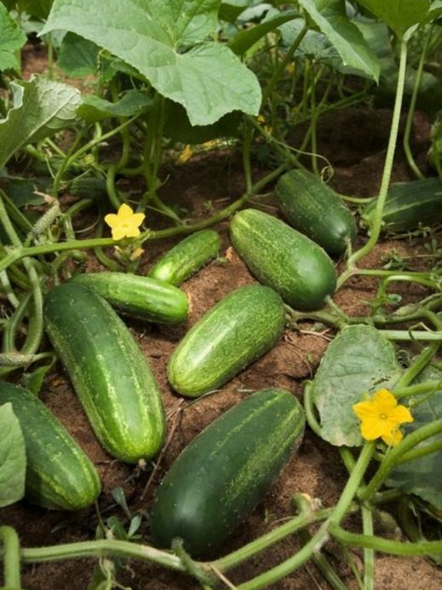 7 ways to add cucumber to your breakfast