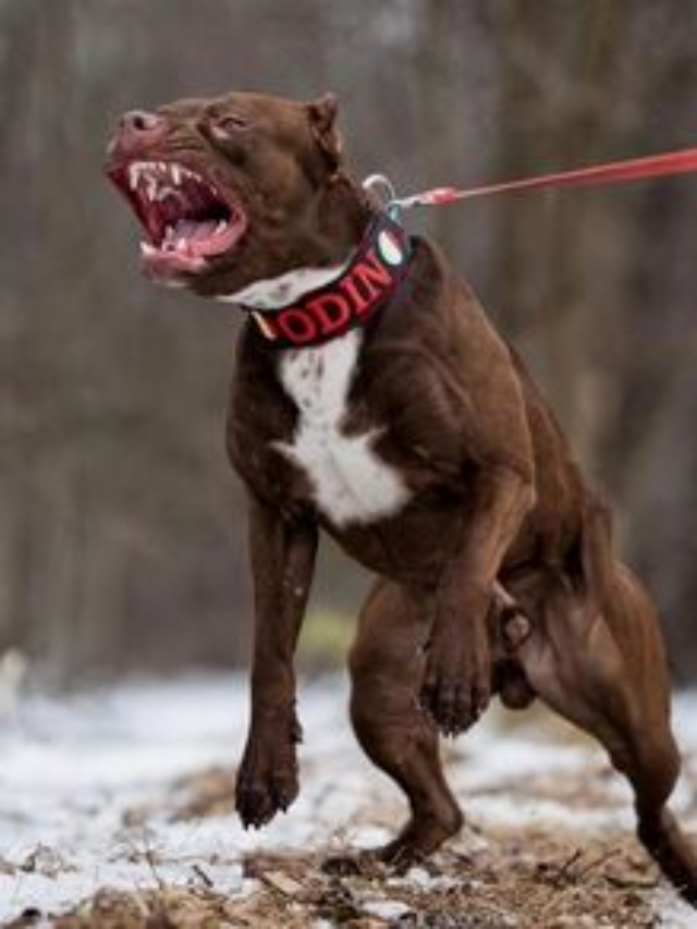 The Most Dangerous Dog Breeds