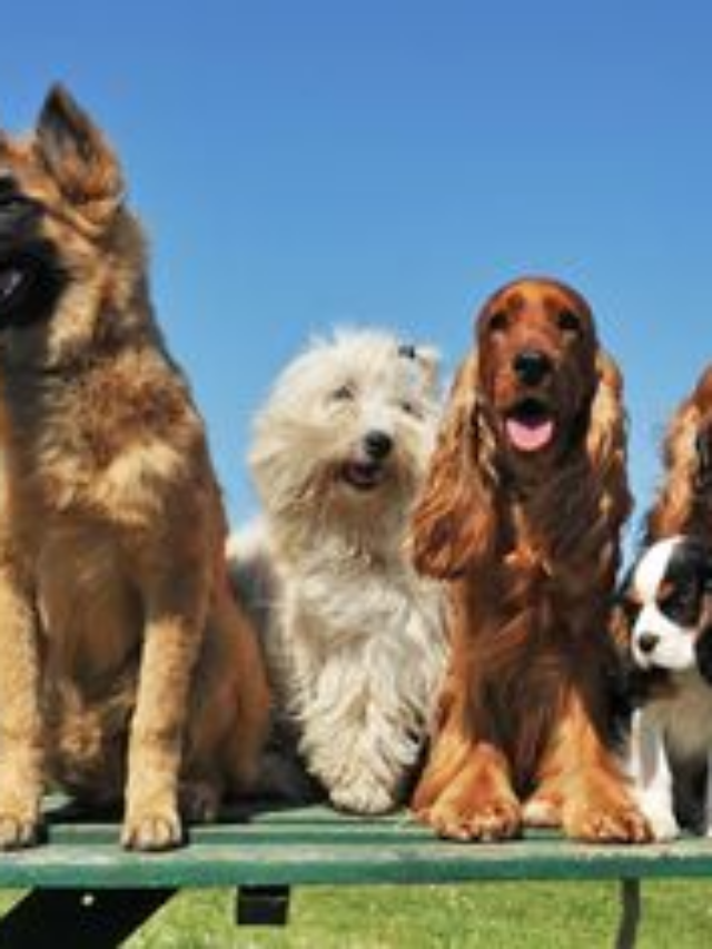 As melhores raças de cães para proteger sua casa