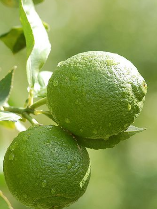 Por que as pessoas estão enterrando cascas de limão no jardim e para que elas são boas