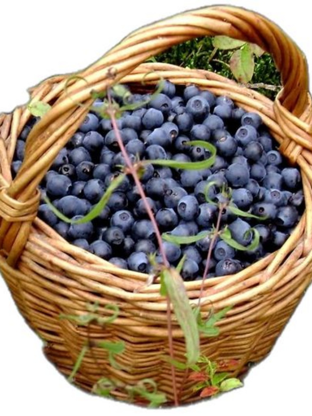 What State Grows The Most Blueberries?