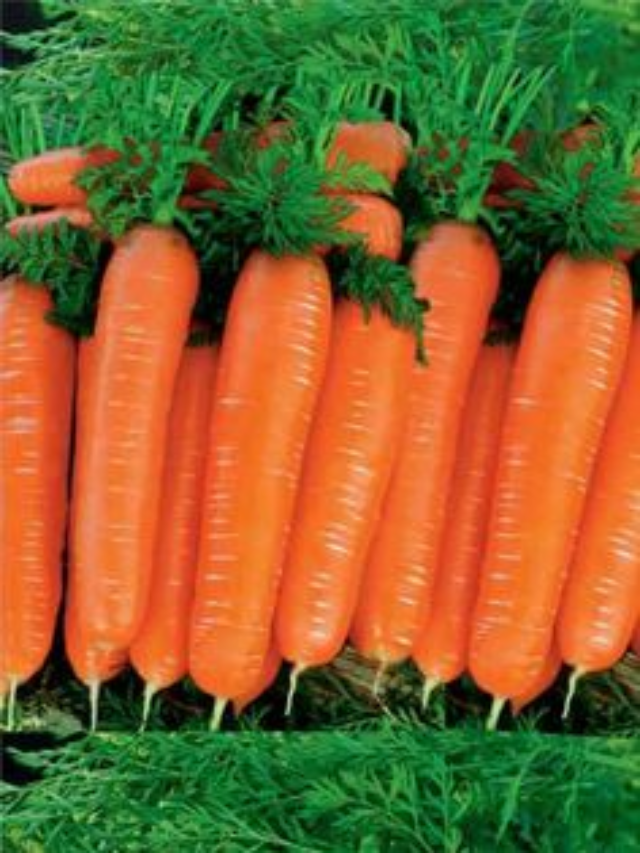 Gajar benefits: 8 benefits of consuming one carrot every day