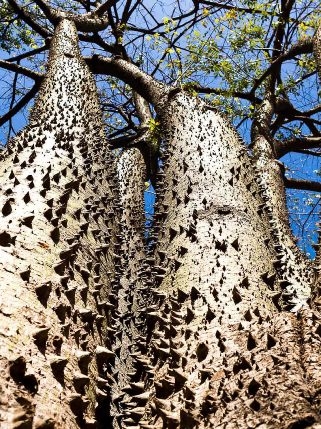 The Dangerous Tree Found in America That’s 12,000x More Lethal Than a Rattlesnake