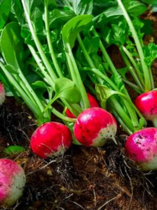 9 Reasons You Should Eat More Radishes