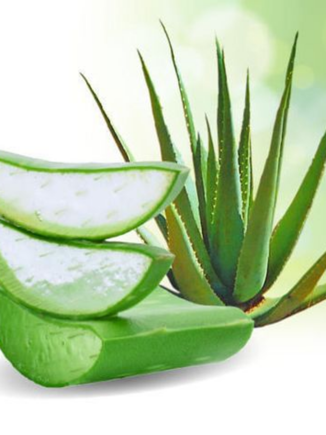 O que é Aloe vera e para que serve