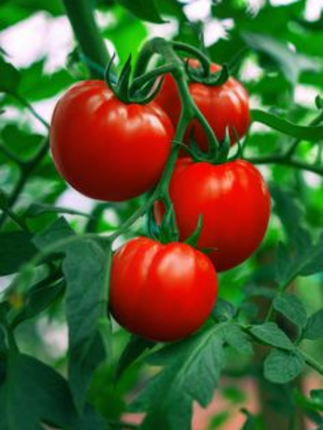 Health benefits of tomatoes: 8 reasons why you must add it in your daily diet