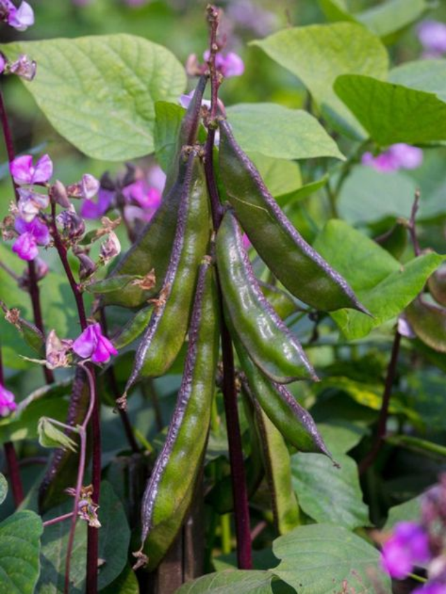 How To Grow Hyacinth Bean In Your Home Garden