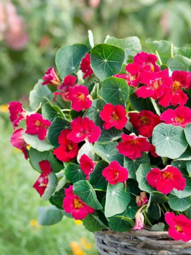 Growing Nasturtium: A Colorful And Versatile Plant For Your Garden