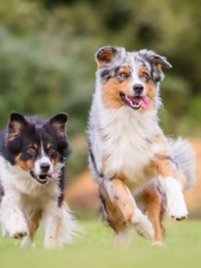 As raças de cães mais caras do mundo