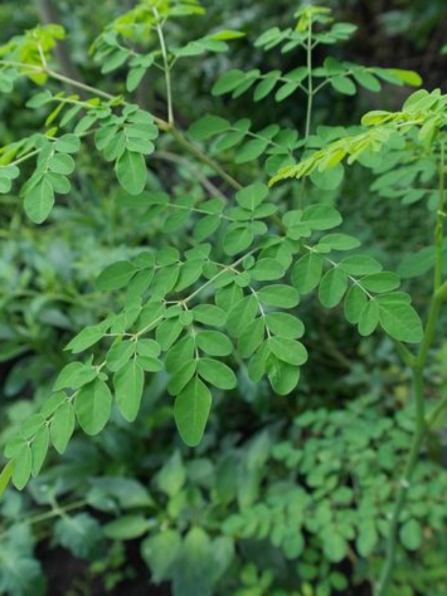 imHow To Grow Moringa In Pots: A Step-by-Step Guidege