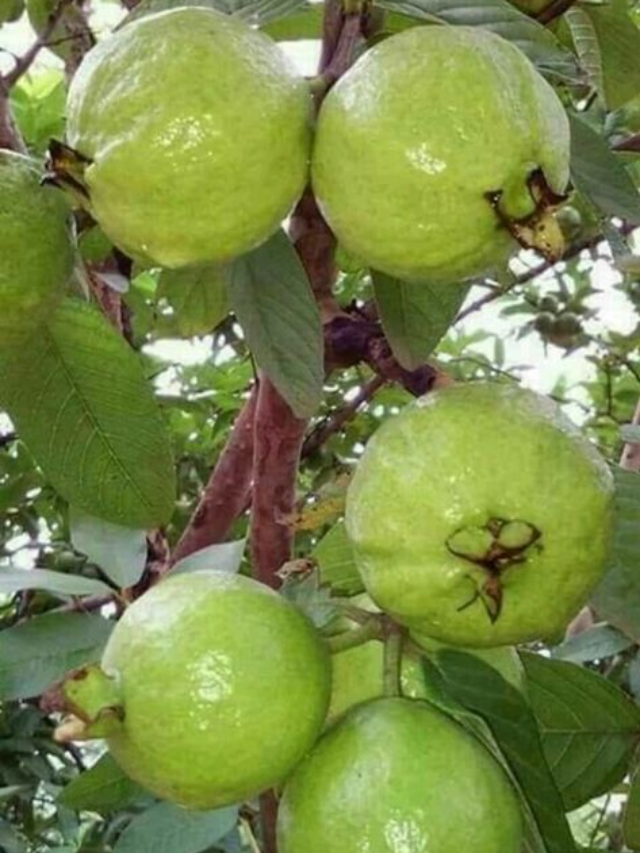 Perfect Guava in Containers, No Yard Needed!