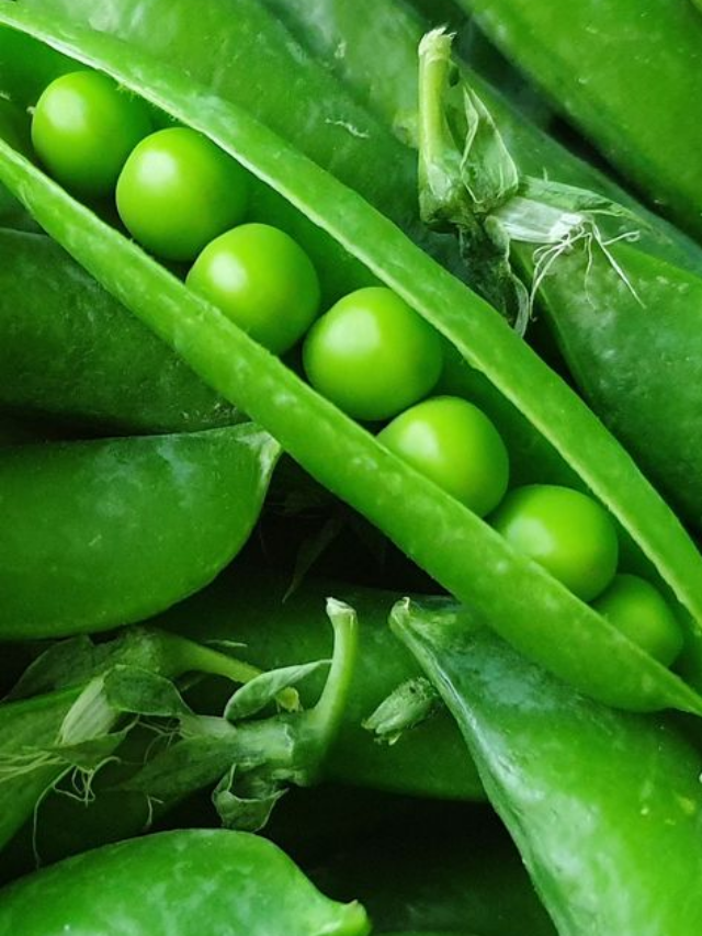 How To Grow And Harvest Garden Peas At Home From Sprout To Produce