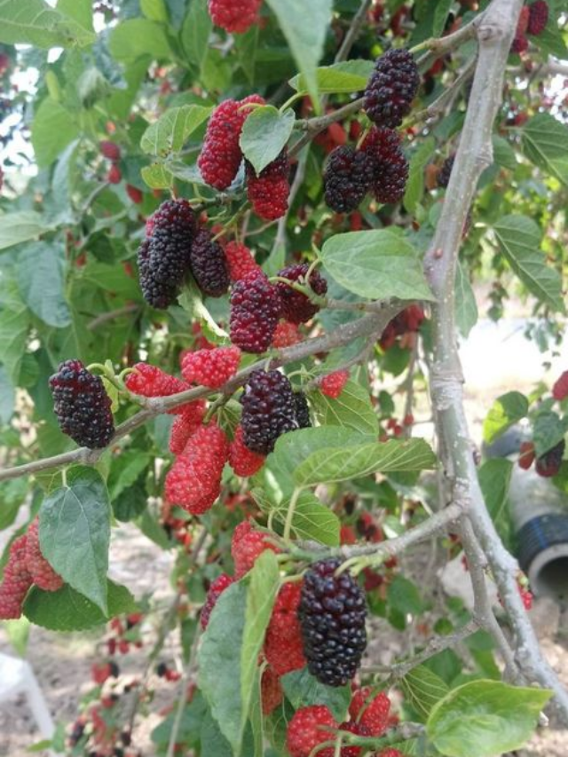 How To Grow Mulberry Plant At Home: A 7-Step Guide