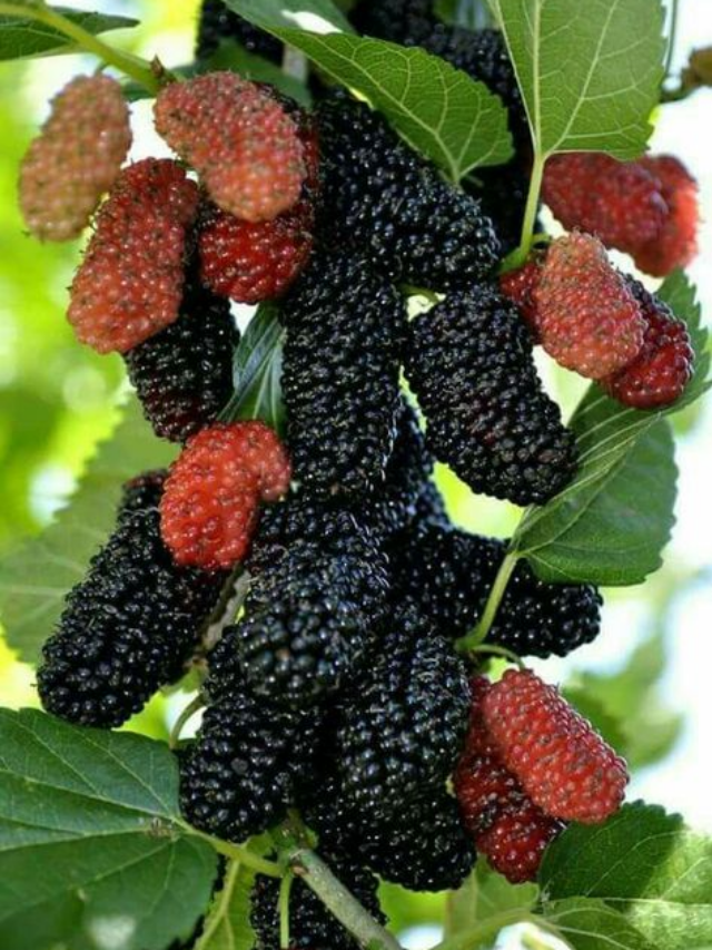 How To Grow Mulberry Plant At Home: A Step-By-Step Guide