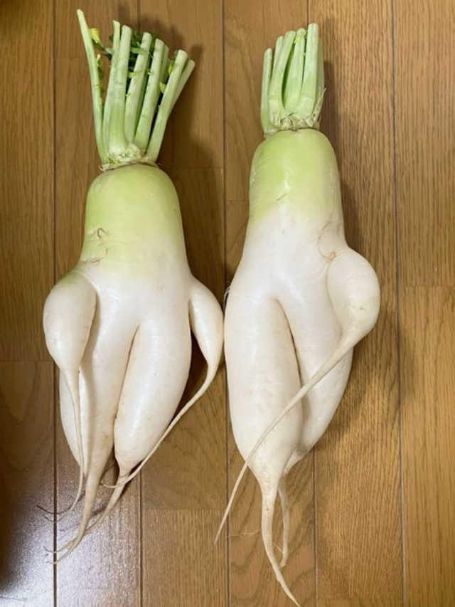 Why Throwing Away Radish Leaves Is A Health Mistake