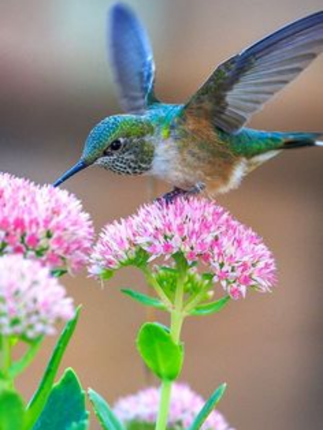 Beija-flores: Fascinantes Criaturas Que Encantam com Suas Cores e Habilidades