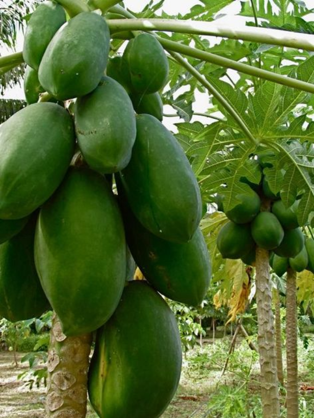 What Happens To Your Body When You Eat A Papaya Every Day?