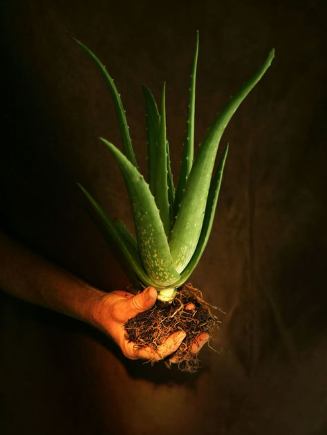 Pruning Tips For A Healthy Aloe Vera Plant