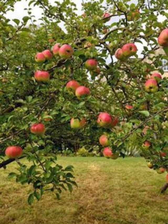 5 árvores frutíferas que não crescem demais e não fazem muita sujeira