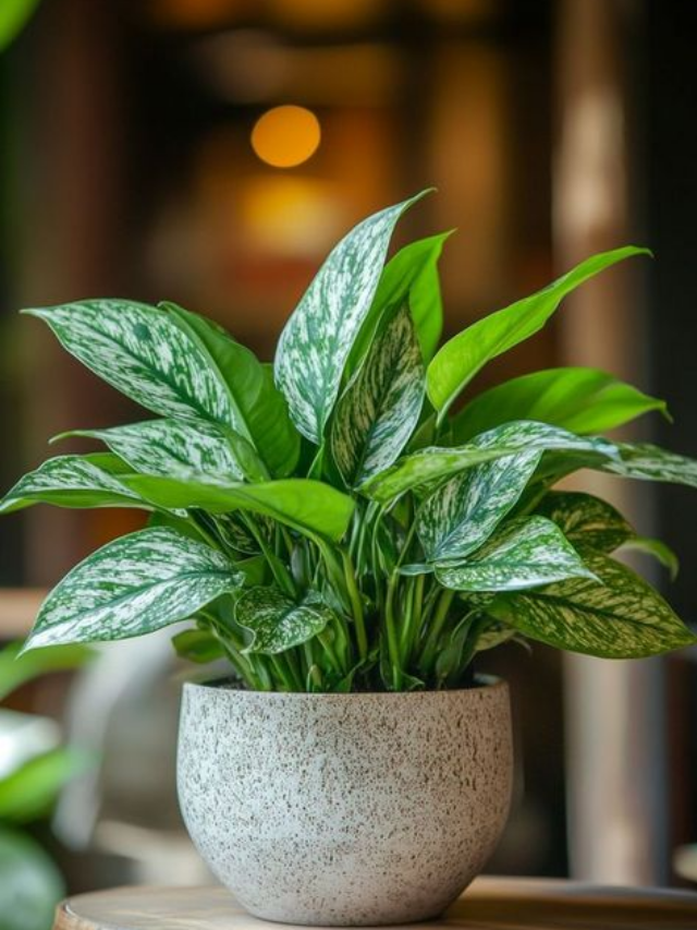 Houseplants and flowers that smell better than a perfume