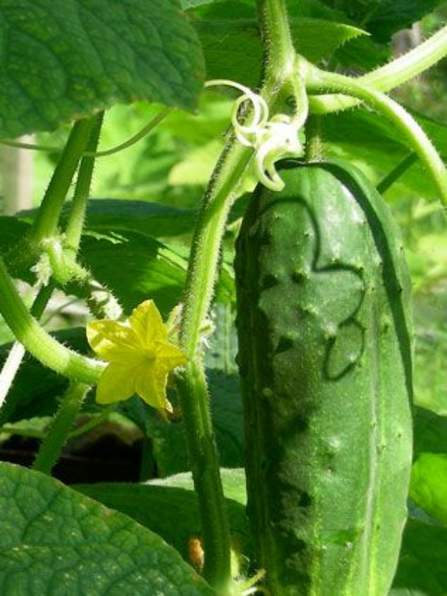 7 incredible health benefits of eating cucumber daily